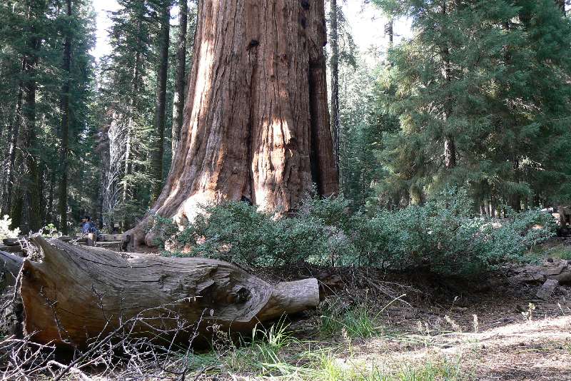 36 General Sherman tree SEQUOIA NATIONAL PARK